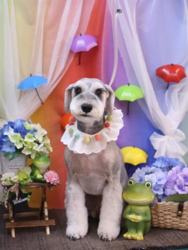 20230624りくくん